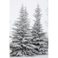 thumbnail image 2 of Snow Covered Evergreen Trees; Calgary  Alberta  Canada Poster Print, 2 of 2