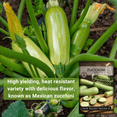 thumbnail image 4 of Sow Right Seeds Grey Zucchini Plant Seeds, Non-GMO, 4 of 5