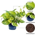 thumbnail image 2 of Live Golden Pothos, Variegated Pothos, Devil’s Ivy Live Houseplant, Indoor Plant in Pot, Birthday Gift, Office Plant, Wife Gift; Evergreen Plant in 6" Pot, 2 of 5