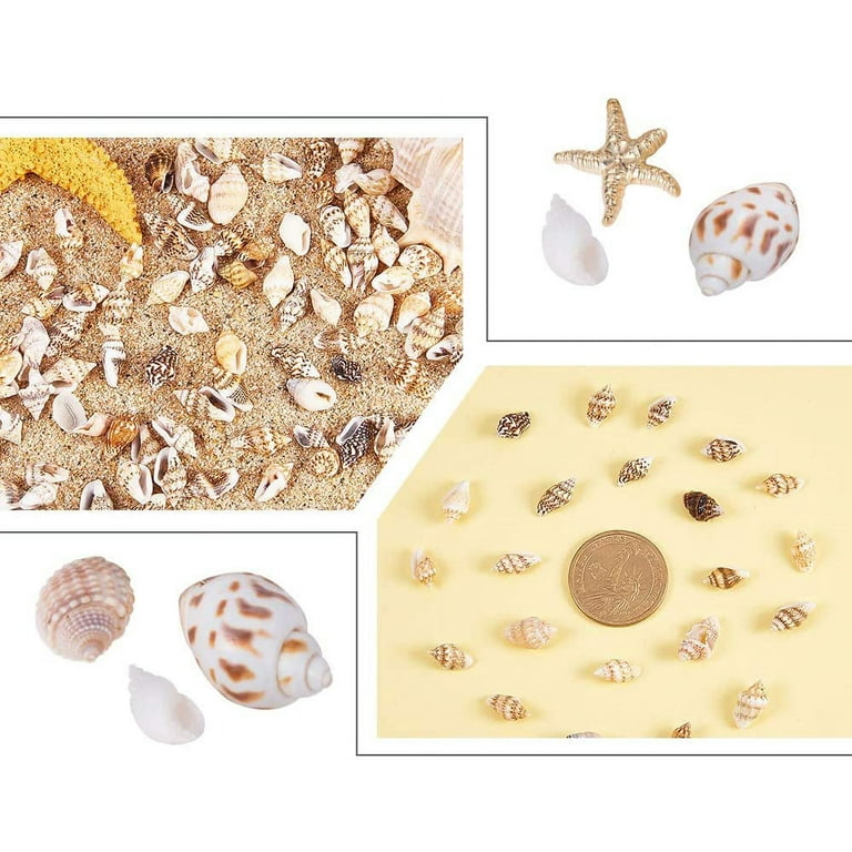 Assorted Sea Shell Mix, Beach Wedding Decor, Sea Shells Bulk, Assorted  Seashell, Seashells For Crafts, Natural Seashells, FREE SHIPPING!