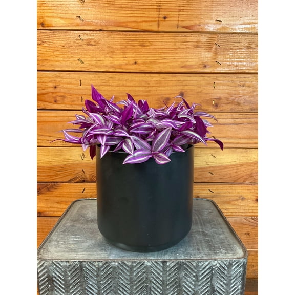 Tradescantia Pink Paradise, 6" Plant, The Plant Farm