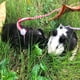thumbnail image 1 of unbranded Arnés De Para Mascotas Pequeñas Correa Ajustable 2 Metros Protección Completa, 1 of 7