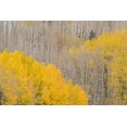 thumbnail image 2 of Jaynes Gallery 32x23 Black Ornate Wood Framed with Double Matting Museum Art Print Titled - USA-Colorado-Uncompahgre National Forest Autumn-colored aspens, 2 of 4