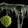 thumbnail image 3 of Oliegs 8cm Faux For Indoor Outdoor Use Greenery For Garden Home And Party Display For Centerpieces And Window, 3 of 6