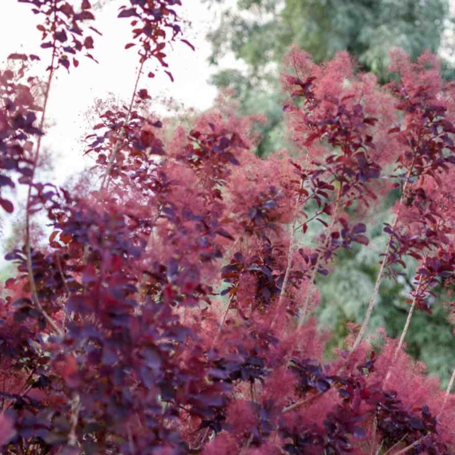 Expert Gardener 1-2' Smoketree Purple in 1 gal. Grower Pot