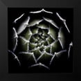thumbnail image 2 of Mozqueda, Victor 20x20 Black Modern Framed Museum Art Print Titled - Sempervivum Rosette, 2 of 5