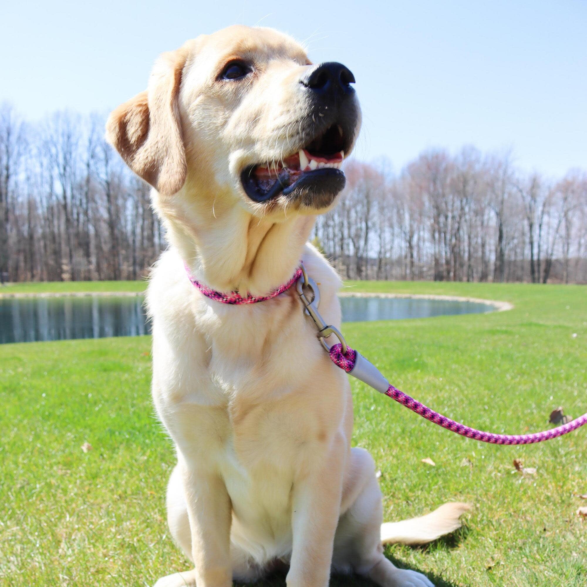 Pro: Active Woven Reflective Dog Collar - Cobalt Crossed - Small - 5/8", Adjustable 8-12" Neck, Lightweight & Breathable, Pet Safety Reflective Strips