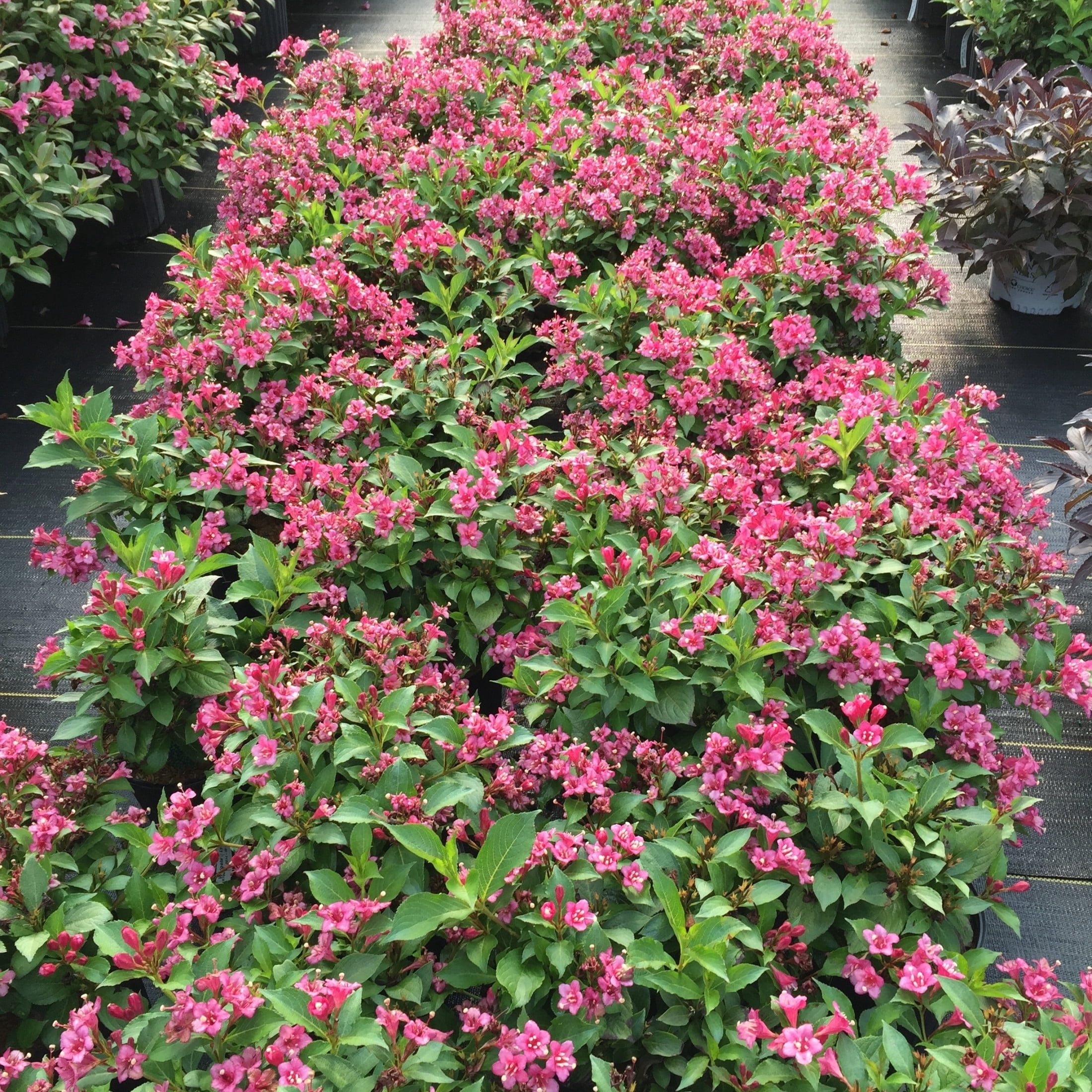 Proven Winners ColorChoice 5" Snippet Dark Pink Weigela Live Plant in 4.5" Pot (4 Count)
