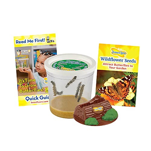 Insect Lore Cup of Caterpillars with Deluxe Chrysalis Station Live