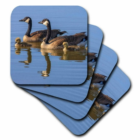 

3dRose Canada Goose birds San Francisco Bay California USA - US05 TNO0064 - Tom Norring Soft Coasters set of 4