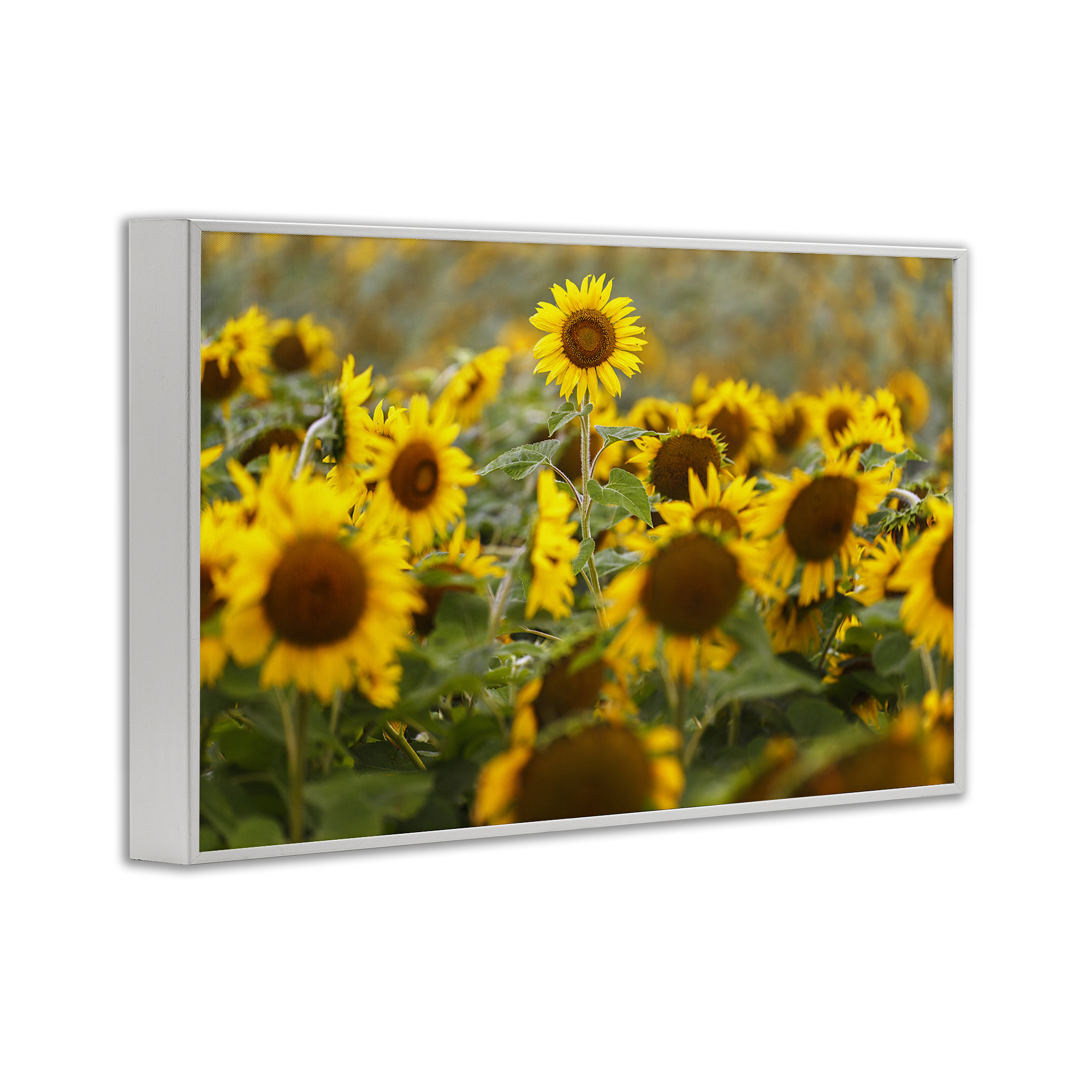 Central Sunflower in Meadow White Framed Giclee Art, design by Andy Crawford