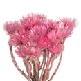 thumbnail image 2 of Vickerman 13-14" Light Pink Everlasting Flowers, approximately 23 blooms, Dried, 2 of 4