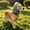 S, variant on Pet Head Cover, Dog Ear Tape, Fly Repellent for Ears, Breathable Dog Eye & Ear Wrap with Transparent Vision Window for Small Medium Large Dogs Outdoor Trip