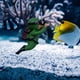 thumbnail image 5 of Acuario pecera paisaje buzo bajo el agua adornos acuáticos (verde) Tmvgtek Para estrenar, 5 of 7