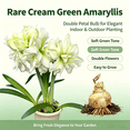 thumbnail image 2 of Amaryllis, Low Maintenance - Easy Grow - Ideal for Beds Borders, Plant Pots & Planters, 2 of 5