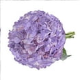 thumbnail image 3 of Hydrangeas 15 Stems of Airbrushed Lavender Farm Direct Fresh Cut Flowers by Bloomingmore, 3 of 7