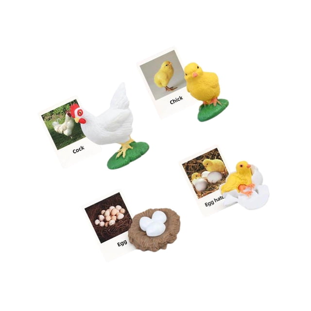 Figurines de Cycle de Vie Jouet Éducatif Réaliste pour Fêtes Cycles Modèle de Croissance Poulet