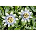 thumbnail image 6 of 10 * Seeds Blue Crown PASSION FLOWER / Passion FRUIT Passiflora Caerulea Fruit Flower Vine Seeds, 6 of 11