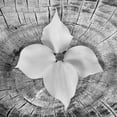 thumbnail image 2 of Mahan, Kathy 15x15 Gold Ornate Wood Framed with Double Matting Museum Art Print Titled - Bloom I, 2 of 4