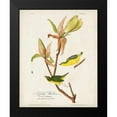 thumbnail image 2 of Audubon, John James 15x18 Black Modern Framed Museum Art Print Titled - Pl 38 Kentucky Warbler, 2 of 5