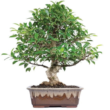 Brussel's Golden Gate Ficus Bonsai - X Large - (Best Large Indoor Plants)