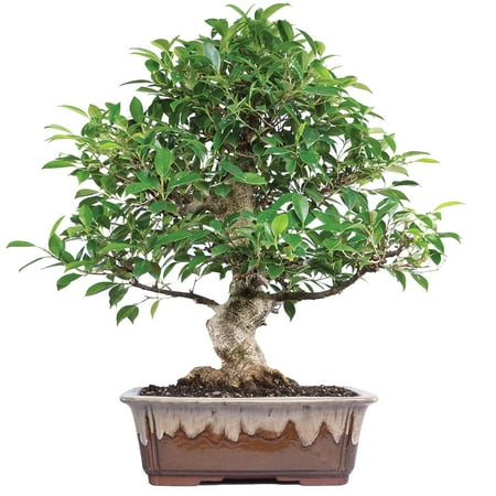 Brussel's Golden Gate Ficus Bonsai - X Large -