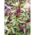 thumbnail image 4 of 250 SIAM QUEEN Thai BASIL Ocimum Thyrsiflora Herb Flower Seeds, 4 of 8