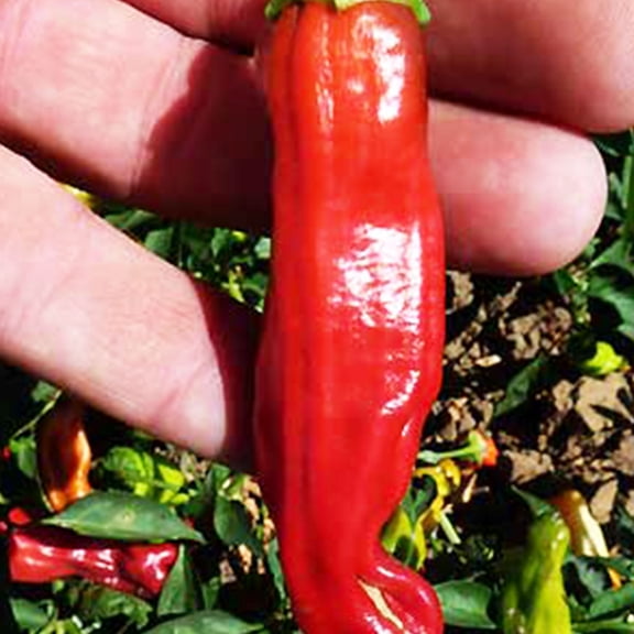 Golden Greek Pepperoncini Seeds - 250 mg Packet ~30-45 Seeds - Heirloom, Open Pollinated, Non-GMO, Farm & Vegetable Gardening - Hot Pepper