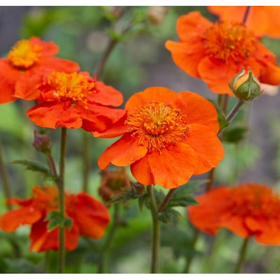 Geum 'Koi' -Perennial-Live Starter Plant
