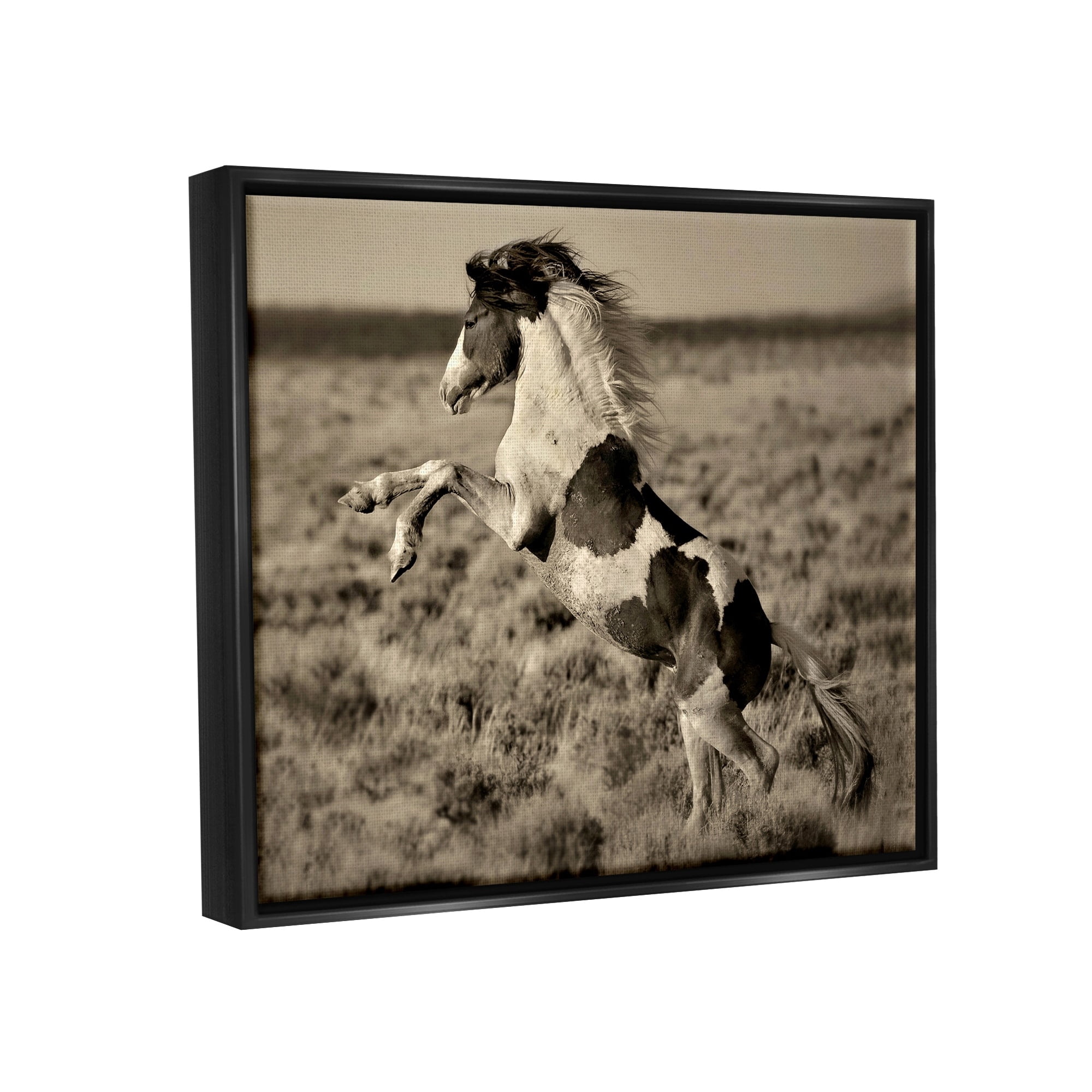Stupell Industries Rearing Spotted Horse Rural Countryside Field Photography Photograph Jet Black Floating Framed Canvas Print Wall Art, Design by Lisa Dearing