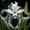 A, variant on Hardy Perennial - Iris Bulbs/Roots - Low Maintenance - Ideal for Garden Borders, Plant Hangers