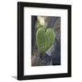 thumbnail image 1 of California HeartShaped Cactus, Framed Art Print Wall Art by Jaynes Gallery Sold by Art.Com, 1 of 5