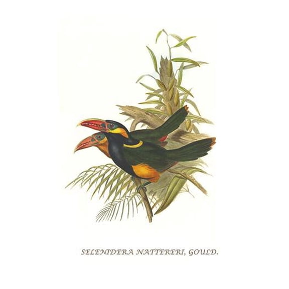 Tawny Tufted Toucanet-Fine Art Canvas Print (20" x 30")