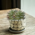 thumbnail image 4 of BEADCEST 6Ud Plantas Falsas Realistas De Plástico Para Ventana Oficina Y Hogar, 4 of 6