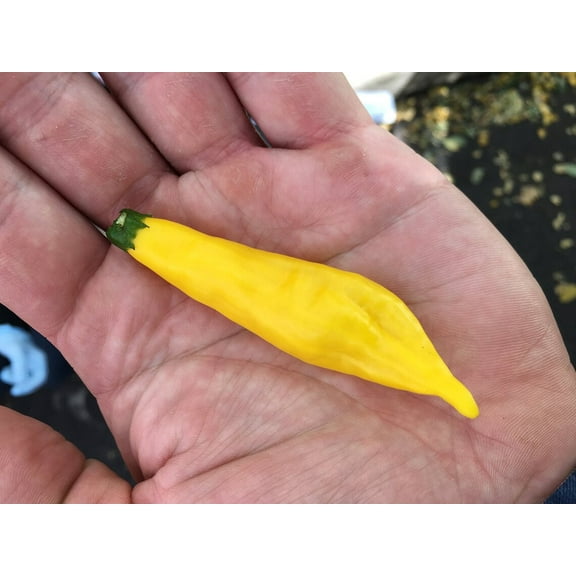 Sherwood's Seeds 10 Aji Lemon Drop Heirloom Pepper Plant Seeds, Hot Peppers