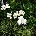 thumbnail image 6 of Double Mint Gardenia Live Flowering Shrub – 2 Gallon Potted Plant, Fragrant Double White Blooms, Evergreen Landscape Gardenia, 6 of 6