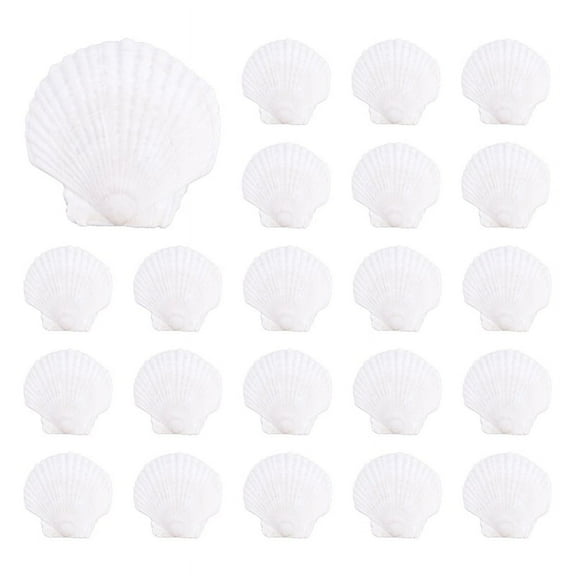 25Pcs Natural Scallop Shell, Special for Handmade DIY Production Coloring Shell