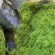 thumbnail image 5 of 50 g de musgo artificial Liuwei plantas verdes decoración para el hogar césped artificial, 5 of 5