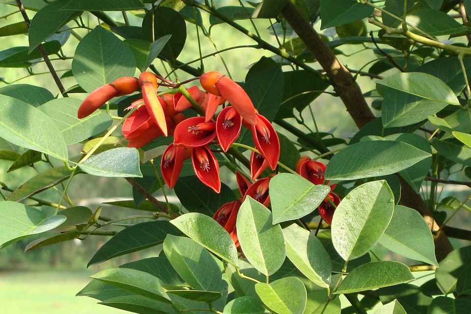 Buds Cockspur Coral Tree Flowers Cry-baby Tree-20 Inch By 30 Inch
