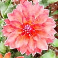 thumbnail image 2 of Mansfield, Kathy 15x15 Gold Ornate Wood Framed with Double Matting Museum Art Print Titled - Pink Wash Peony, 2 of 4