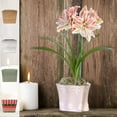 Amaryllis Red Ferrari Bulb Planted in a White Pot Gift Red Flowering