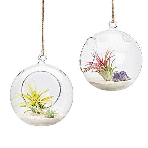 Mkono 6Inch Hanging Glass Planter Round Air Plant Terrarium