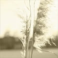 thumbnail image 2 of Great Art Now Ethereal Pampas V by Jason Johnson, Canvas Wall Art, 12W x 12H, 2 of 2