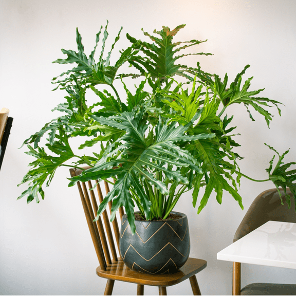 Set 2 Philodendron Selloum Plants for Planting, Philodendron House Plant, Tropical Plants, 5-8 Inch Tall, 4 Inch Pot, No Ship CA