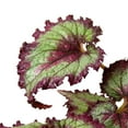 thumbnail image 5 of Begonia 'Rex' - 4 Pack Variety in 4" Pot | Live Plant for Indoor | 7 - 12 inch Tall, 5 of 11