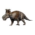 thumbnail image 1 of Pachyrhinosaurus dinosaur, white background Poster Print (32 x 24), 1 of 1