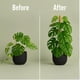 thumbnail image 5 of Barra de musgo para soporte de plantas Monstera SURPPO, paquete de 2 unidades, 70 cm, 5 of 8