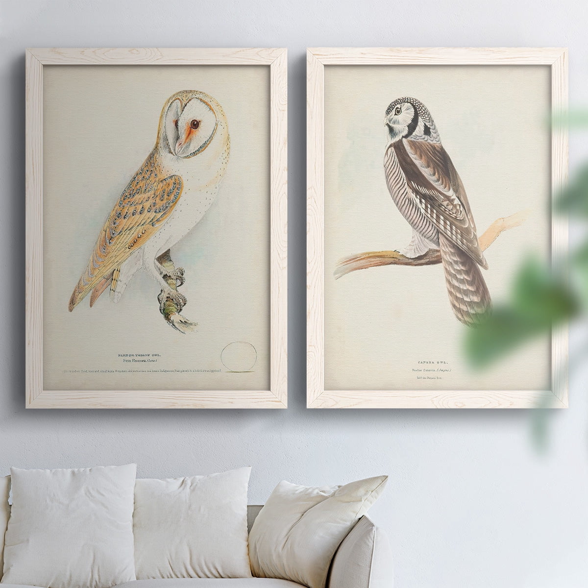 Barn Owl - Premium Framed Canvas 2 Piece Set - Ready to Hang