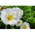 thumbnail image 2 of 100 White PORTULACA Grandiflora / MOSS ROSE Succulent Flower Seeds, 2 of 9