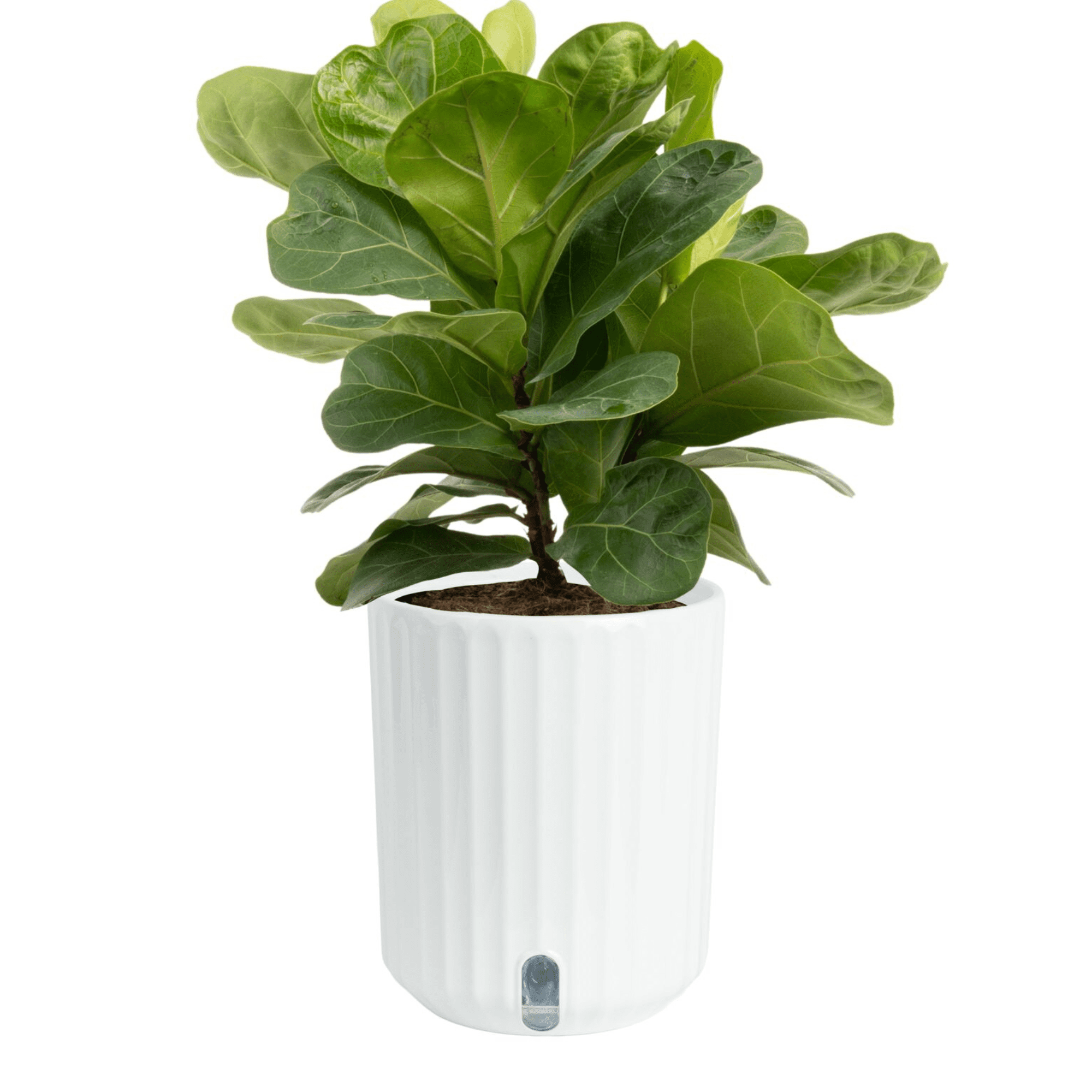 Costa Farms 12" Fiddle Leaf Fig House Plants in 5" Self-Watering Pot